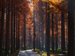 -黄海国家森林公园