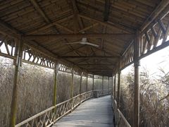 夏天芦苇荡中密不透风-处女泉风景名胜区