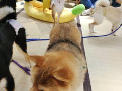 -逗柴咖啡屋·狗咖猫咖宠物桌游