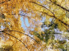 -三里屯东五街银杏大道
