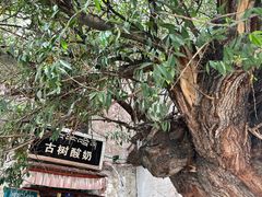 -古树酸奶(八廓南街店)