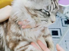 -十年猫舍·猫咪专门店(普陀店)