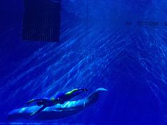 -芜湖新华联大白鲸海洋公园