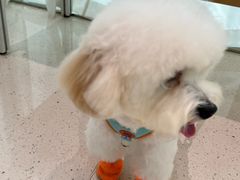 -帕帕拉兹宠物(亚洲旗舰店)