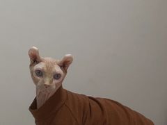 -宠爱国际动物医院· 猫科· 外科·中兽医(长白店)