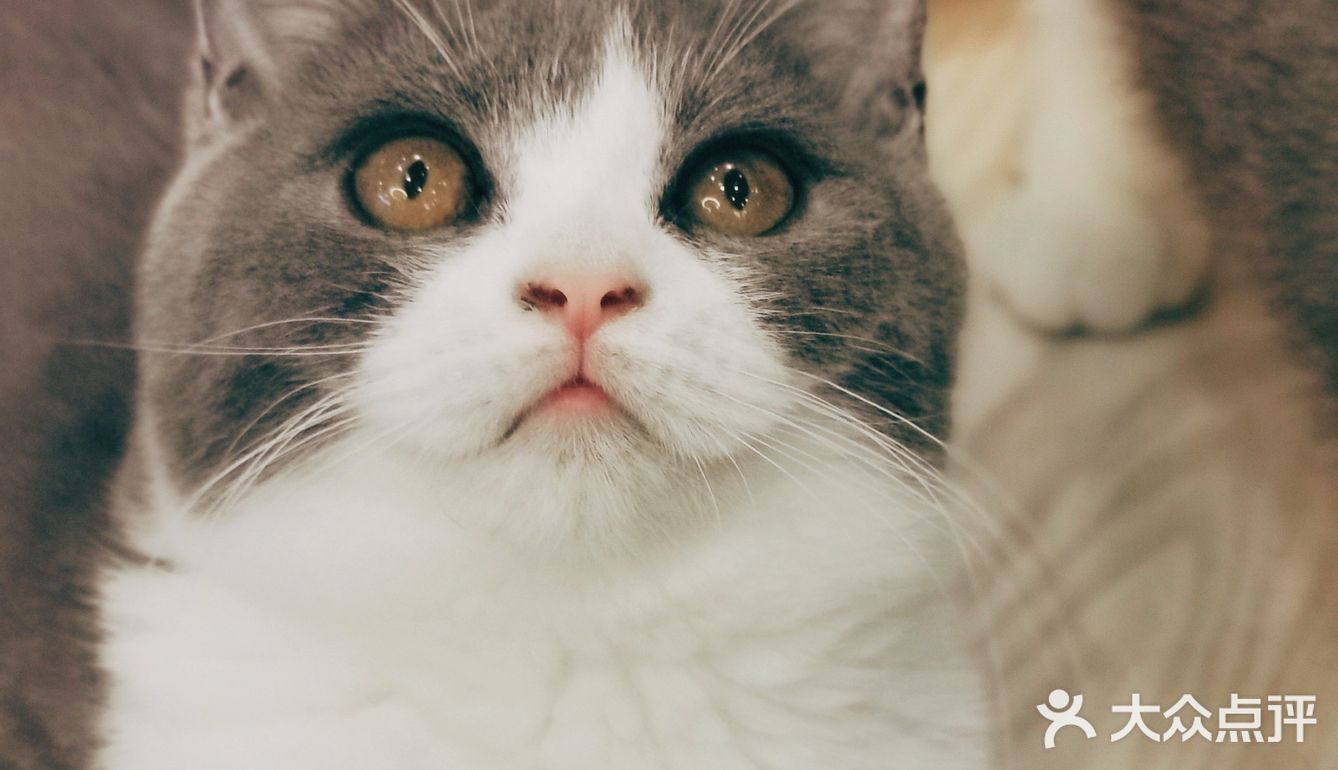 猫猫🐱狗狗🐶，更爱哪个？