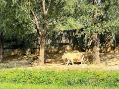 -北京野生动物园