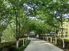 -合肥滨湖国家森林公园