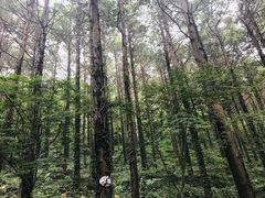 景区树林-青岛崂山太清宫