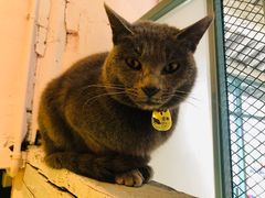 -喵屿·大理花园猫咖