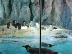 -帝企鹅自助餐厅•儿童岛•真企鹅(长隆企鹅酒店)