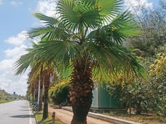 -北海金海湾红树林生态旅游区