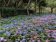 -上海共青森林公园