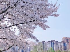 -洋湖国家湿地公园