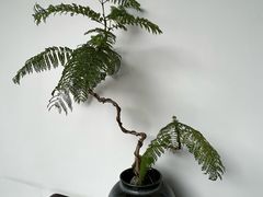 -仙雨林·奶茶鲜果茶(书院巷店)