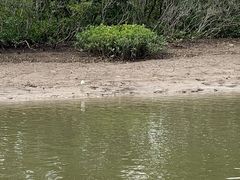 -东寨港红树林旅游区