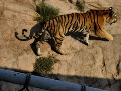 -西霞口神雕山野生动物世界