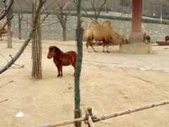 -石家庄市动物园