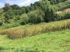 -白鹭湾湿地公园