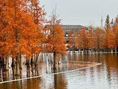 -白鹭湾湿地公园