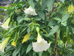 -广西壮族自治区药用植物园