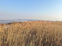 -上海吴淞炮台湾国家湿地公园