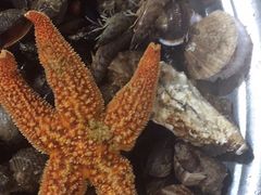 -宾朋海鲜特色美食餐厅·纯手工鲅鱼水饺(兴海路店)