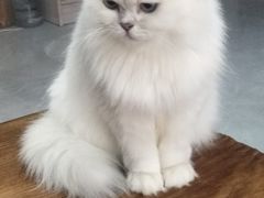 -松果猫咖(桐乡吾悦金街店)