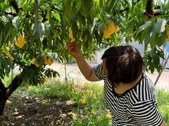 -老袁家蜜桃农场·阳山水蜜桃