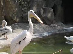 -燕塞湖鸟语林景区