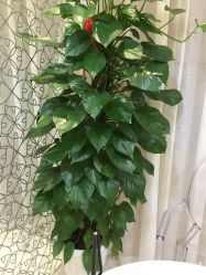 -银座Calla日式美容沙龙