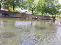 -杭州双溪漂流景区
