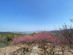 -香雪海