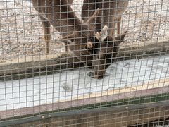 -青藏高原野生动物园