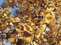 -大兴滨河森林公园