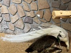 -绿色星球动物主题公园