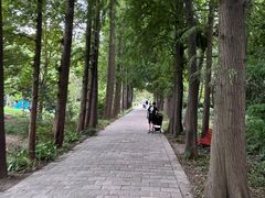 -上海滨江森林公园