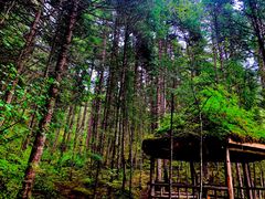 -黄龙山原始森林景区