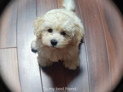 -翊宠yipet猫狗购宠庄园