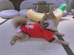 -逗柴咖啡屋·狗咖猫咖宠物桌游