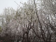 -桃花堤公园