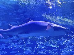 -海合安武汉极地海洋公园