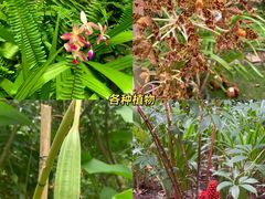 -中国科学院西双版纳热带植物园