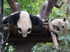 -成都大熊猫繁育研究基地