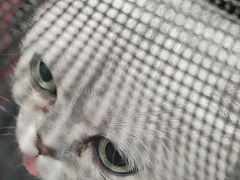 -纳吉亚猫专科动物诊疗中心(蒋宅口分院)