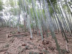 -上海佘山国家森林公园天马山园