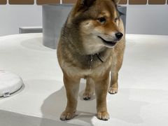 -柴务处·柴犬主题狗咖