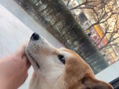 -纳吉亚猫专科动物医院·北北分院