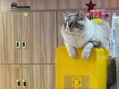 -白兔子密室(长寿路店)