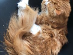 -平行世界·猫咖(首经贸店)